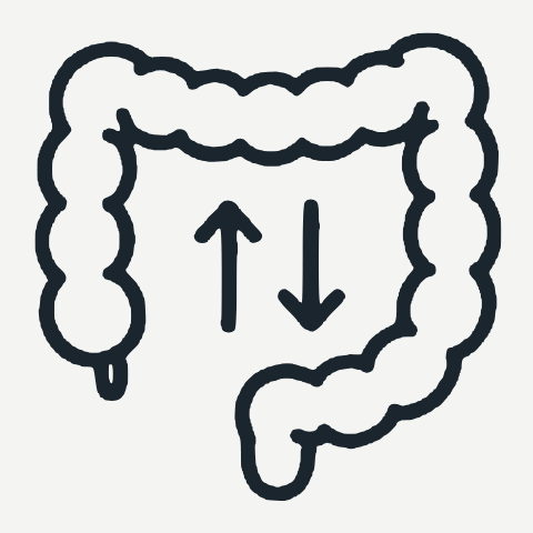 Illustration of intestinal transit and microbes