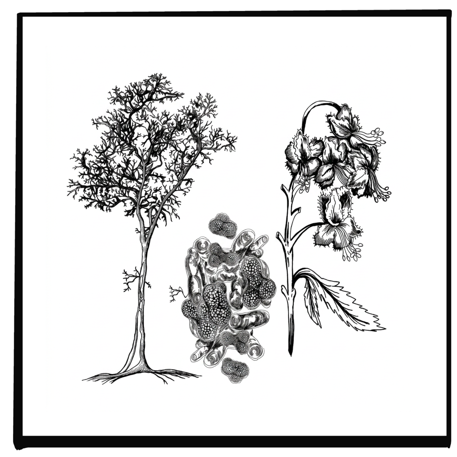 A Smarter Way to Support the Gut: Inside the Re:balance Formula