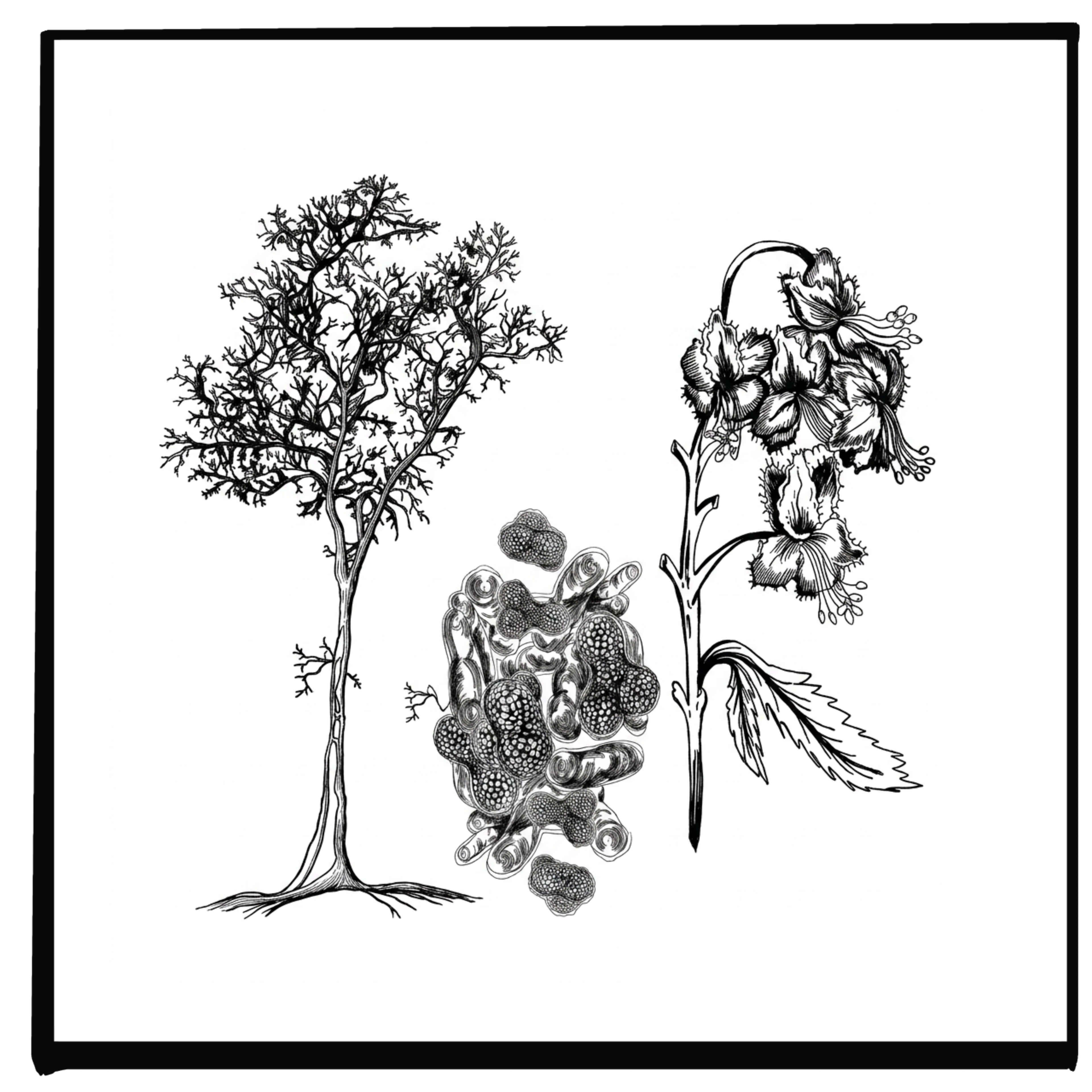 A Smarter Way to Support the Gut: Inside the Re:balance Formula