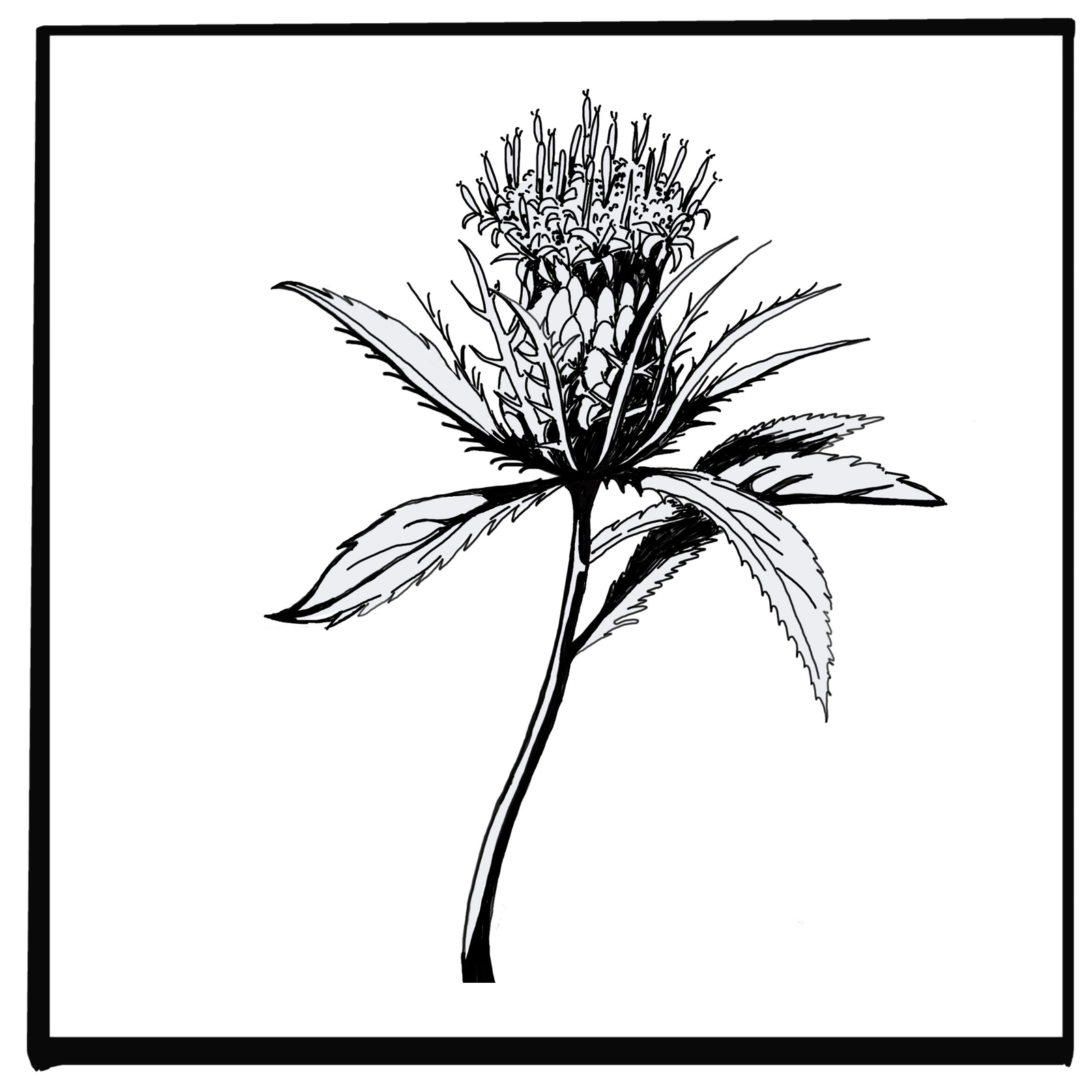 ATRACTYLODES