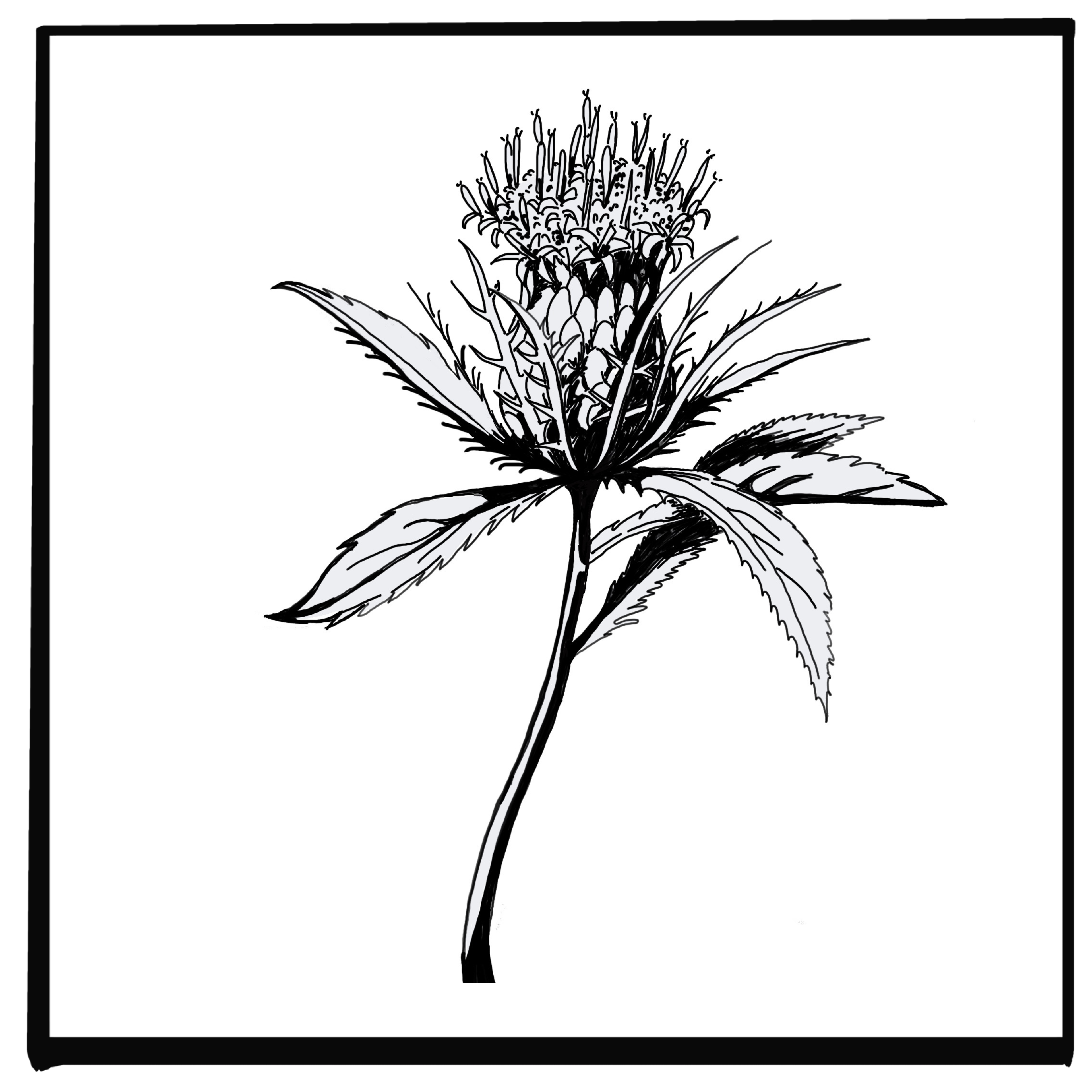 ATRACTYLODES