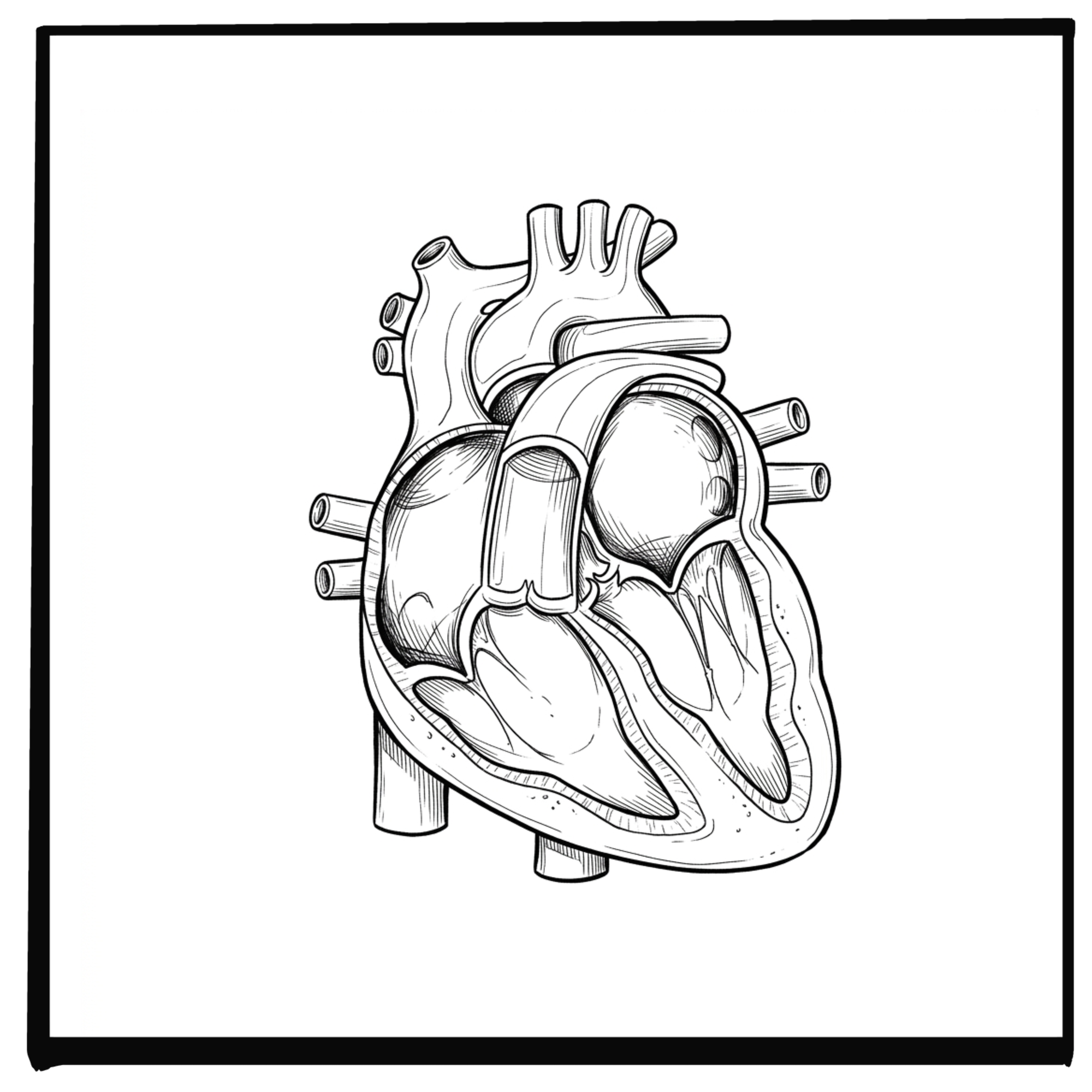 Cardiac Risk and the Microbiome