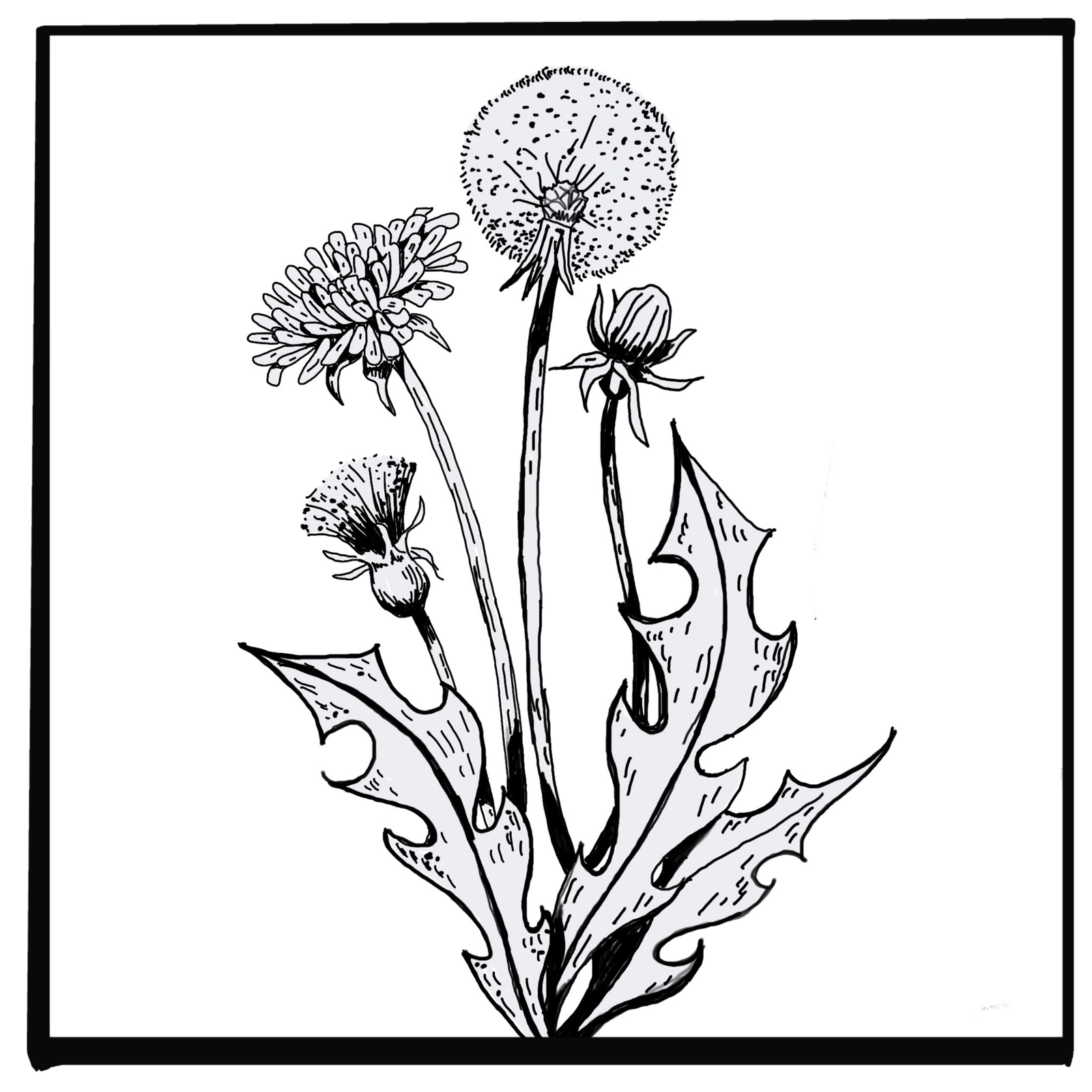 DANDELION