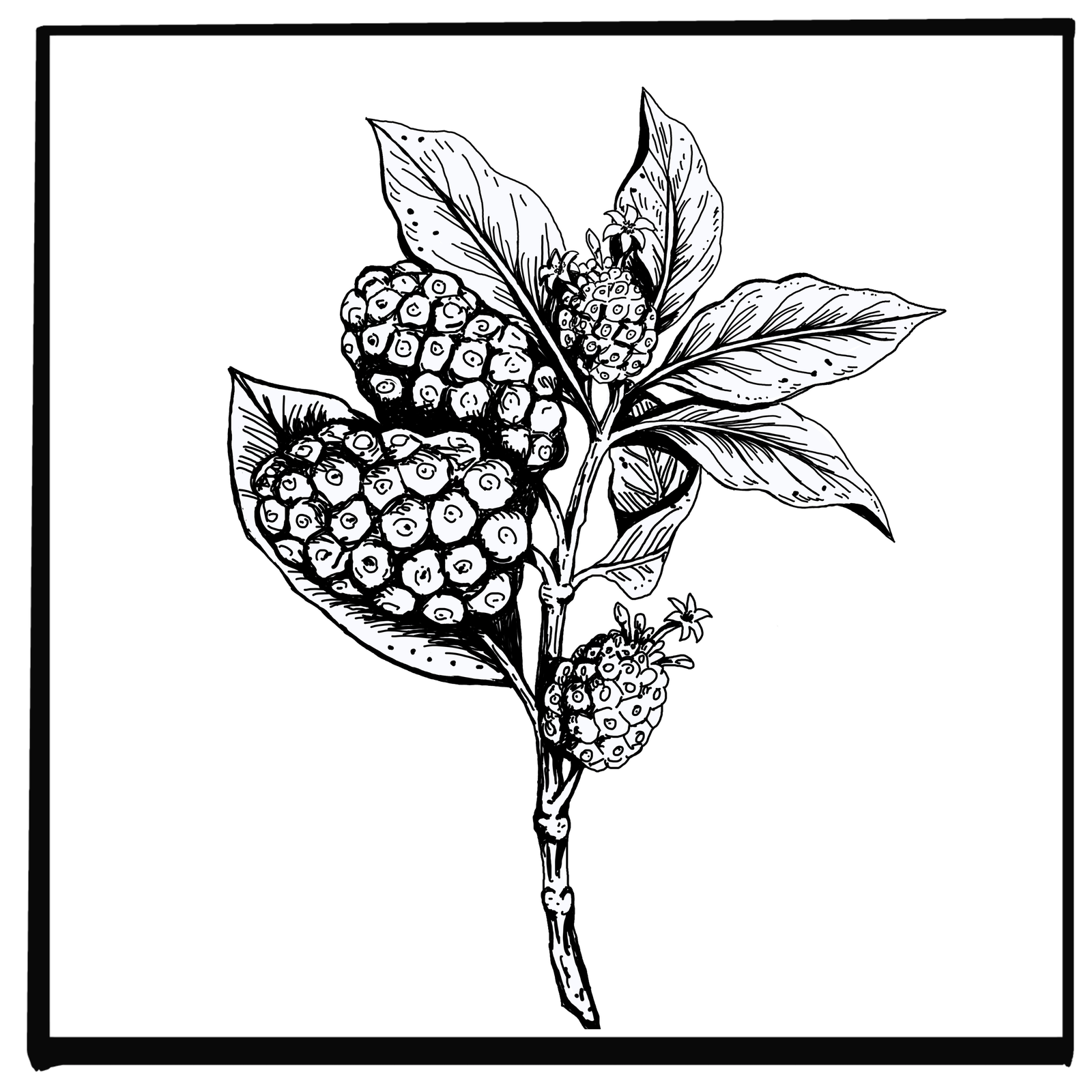 NONI