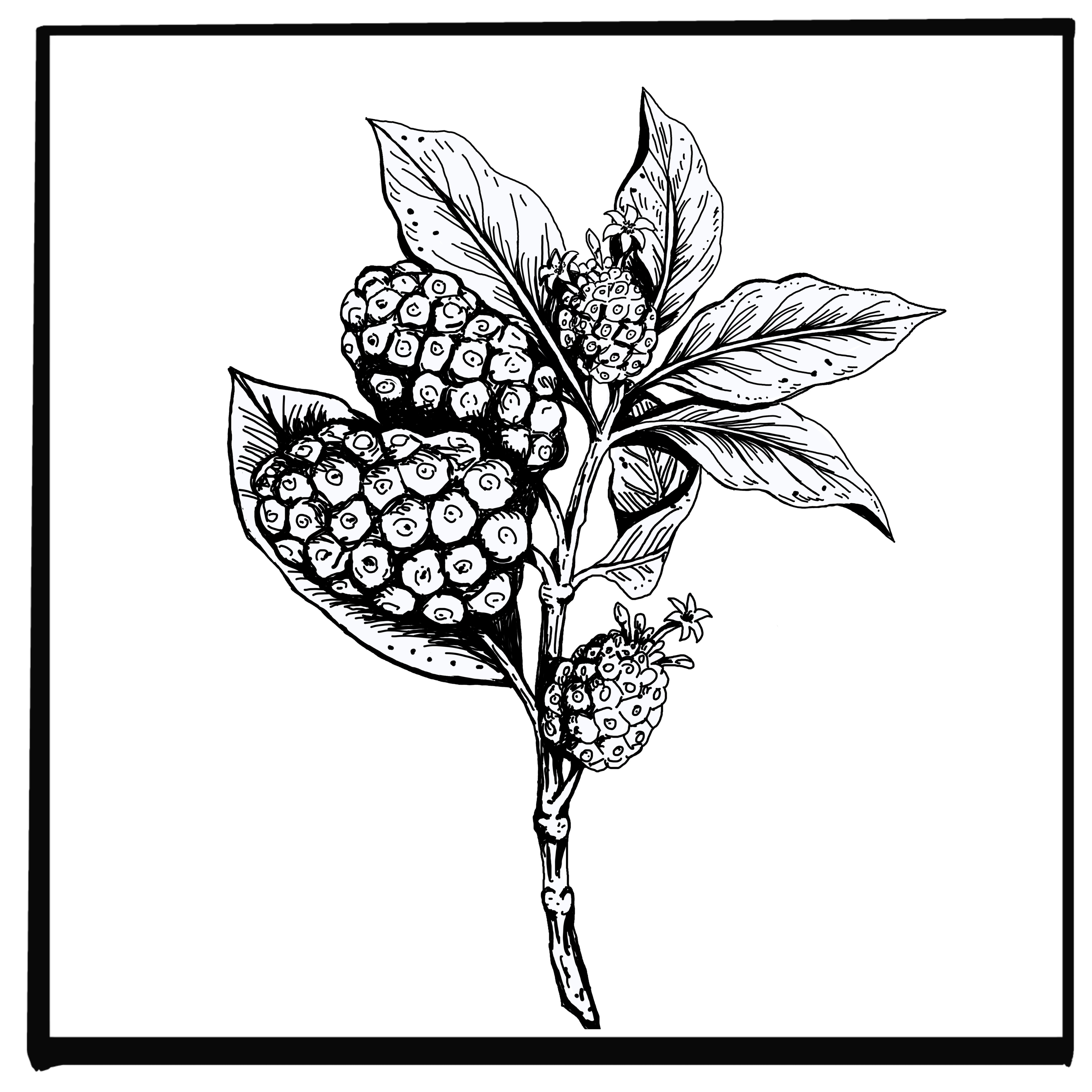 NONI