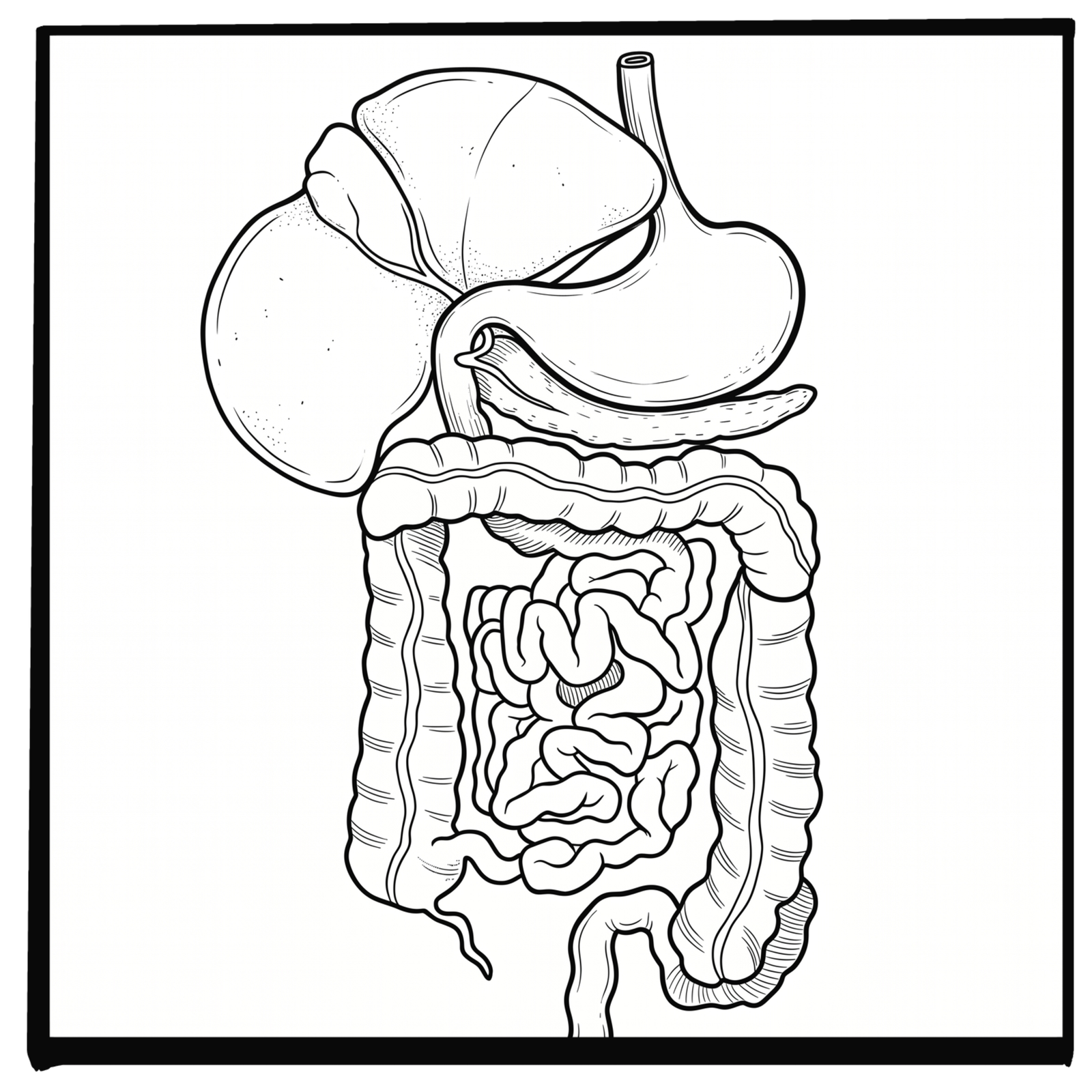 SIBO, POTS, and Dysautonomias: A New Gut Connection