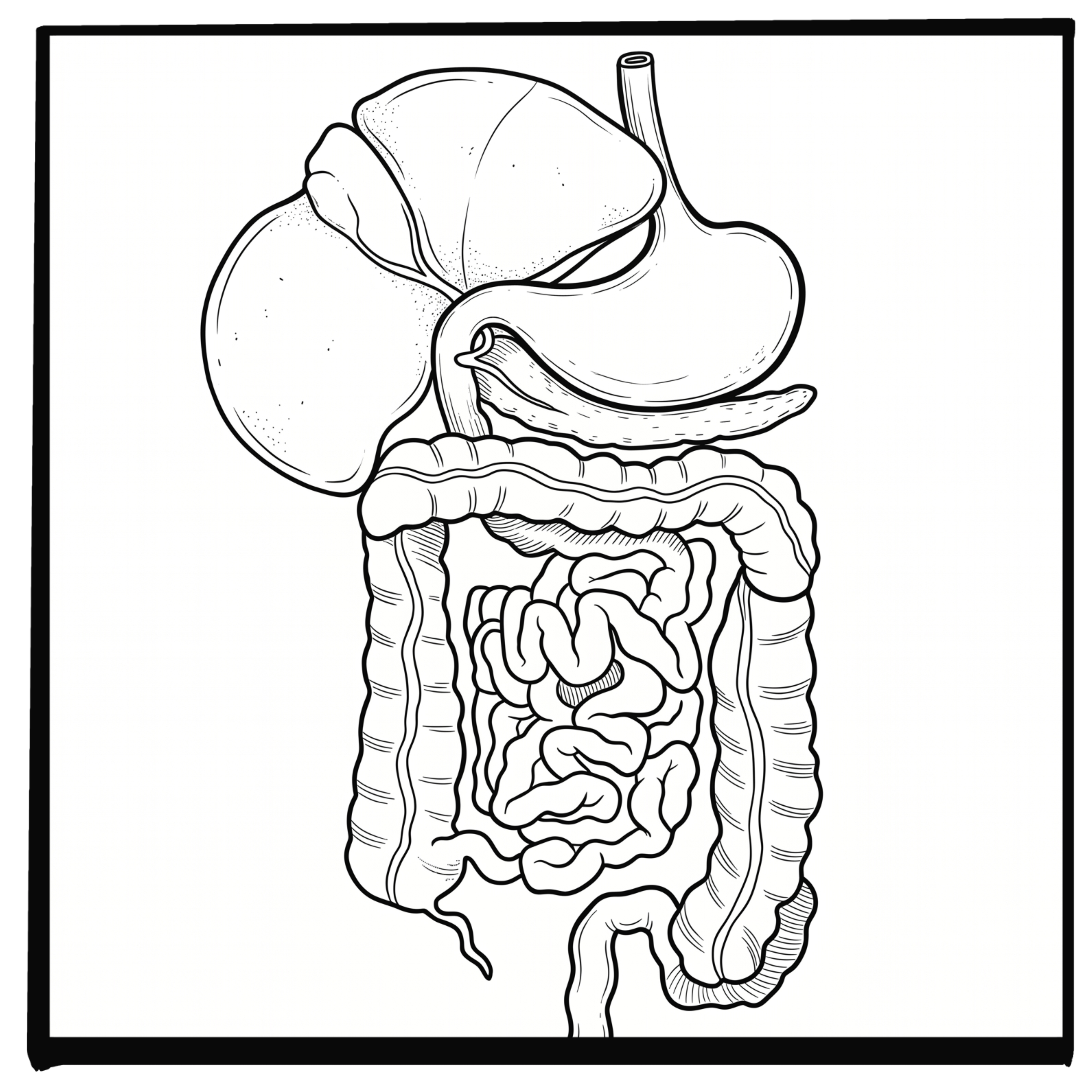 SIBO, POTS, and Dysautonomias: A New Gut Connection