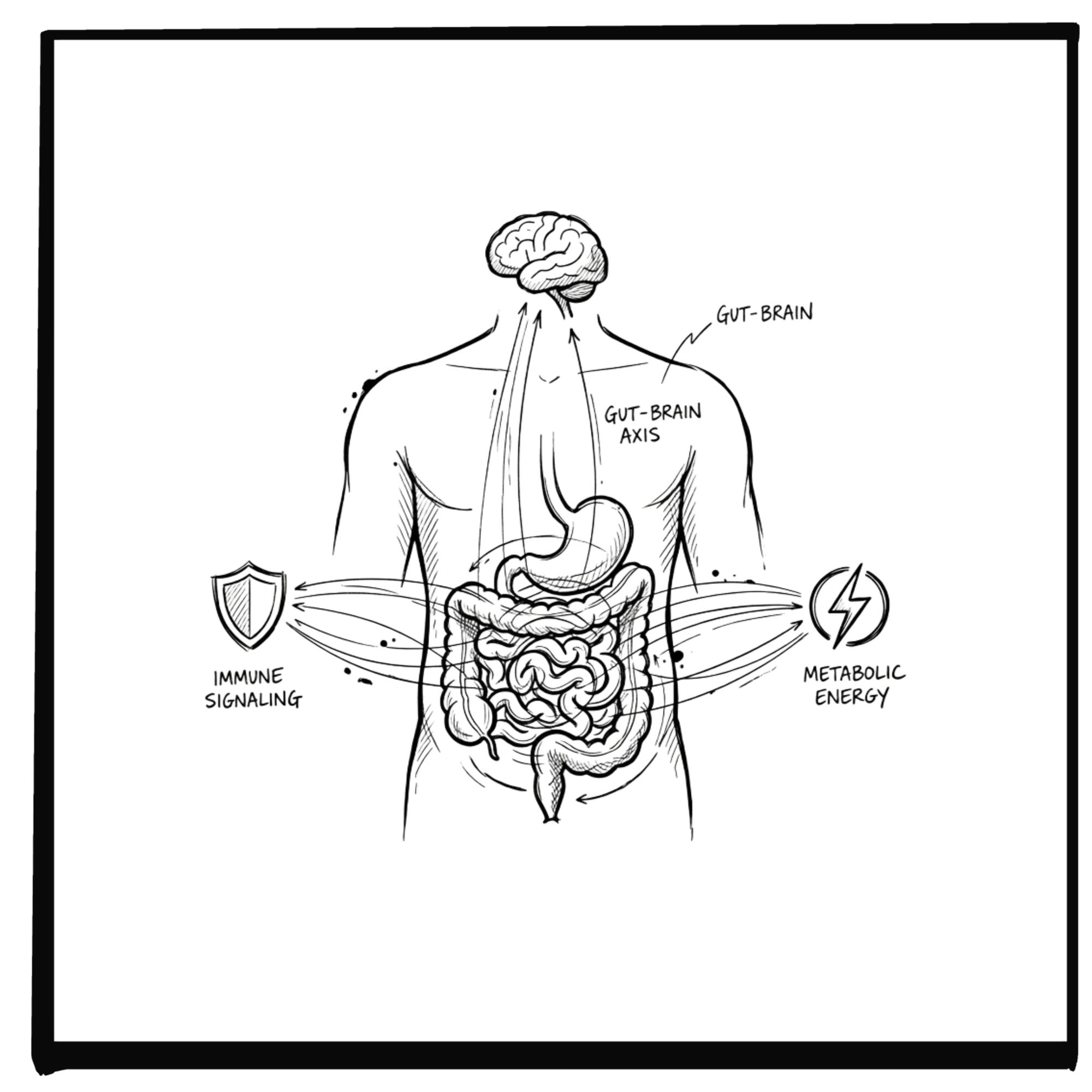 The Microbiome–Body Connection: Your Gut Is Running More Than Your Digestion