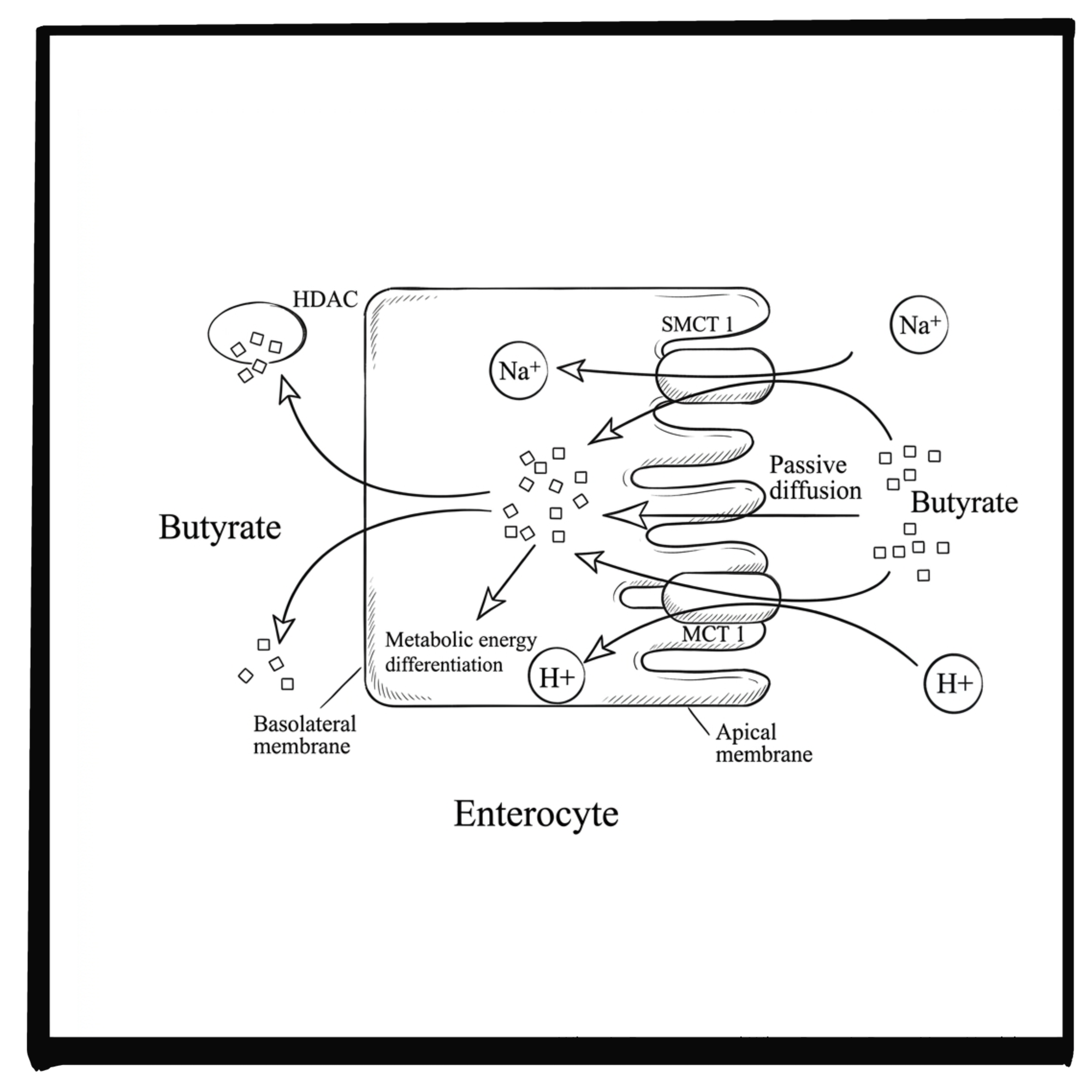 What is butyrate and what does it do to your health?
