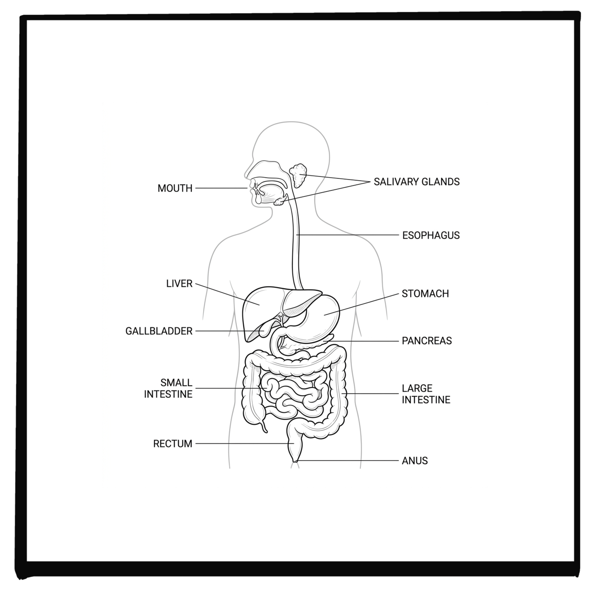 Why Gut Health Matters More Than Most People Realize