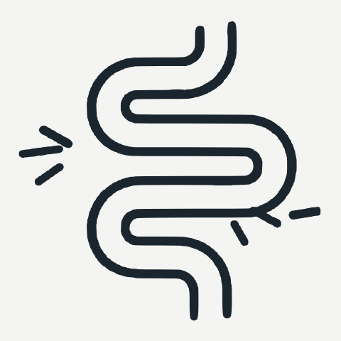 Line drawing of the intestines